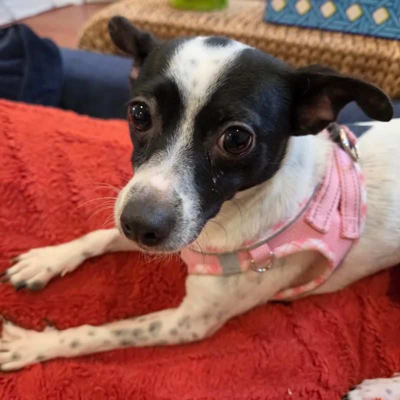 A young small-sized female White / Cream Chihuahua dog named Ember for adoption in Fort Lauderdale, FL