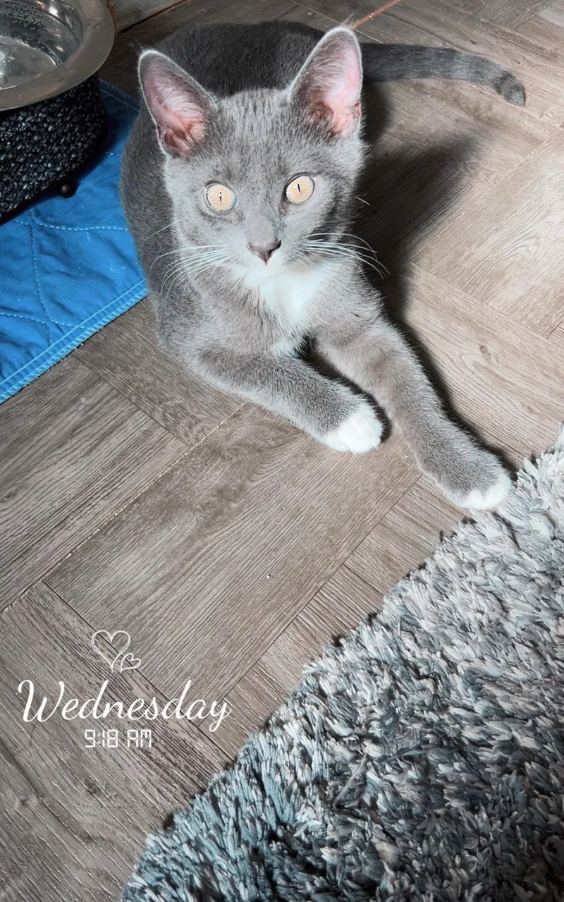 A baby medium-sized male Gray & White Domestic Short Hair cat named Grayson for adoption in Westland, MI