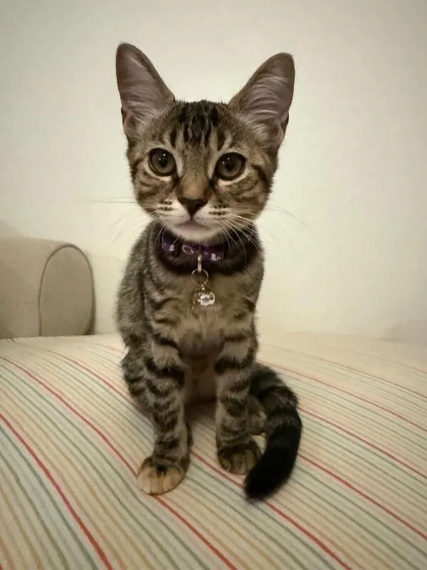 A baby small-sized female Gray & White Tabby cat named Muffin Breakfast Litter for adoption in Anthem, AZ