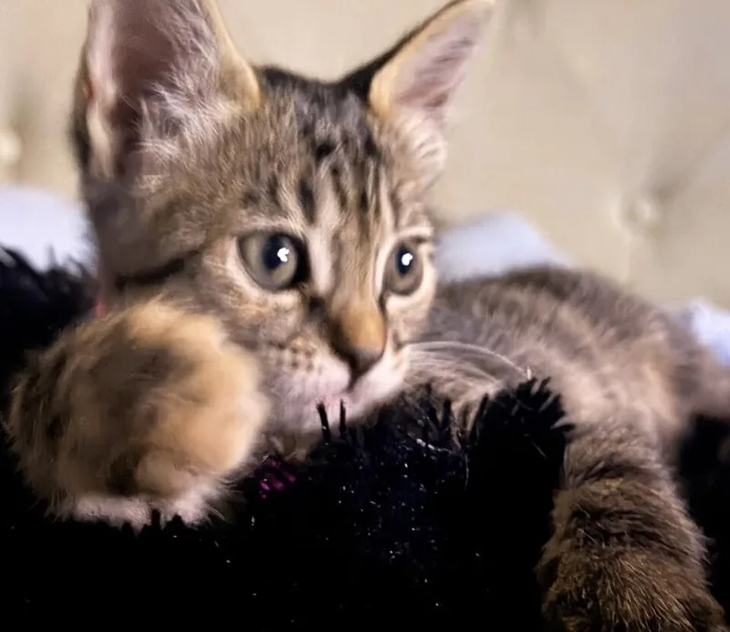 Muffin  Breakfast Litter thumbnail 2