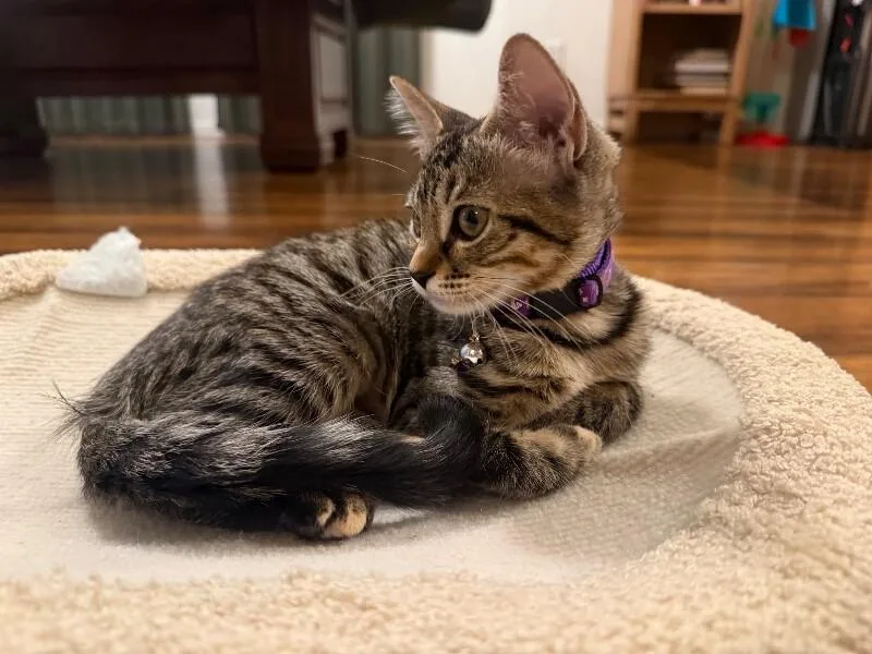 Muffin  Breakfast Litter thumbnail 3