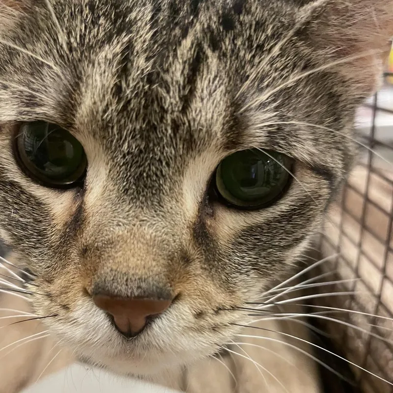 An adult medium-sized female Brown / Chocolate Domestic Short Hair cat named Hershey Bar for adoption in Chicago, IL