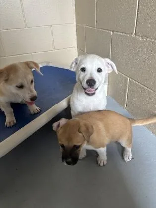 A young small-sized male White / Cream Shepherd dog named Bo for adoption in Harlingen, TX