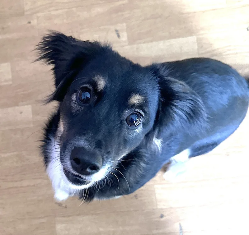 A young medium-sized male Australian Shepherd dog named Luka for adoption in Mount Airy, NC