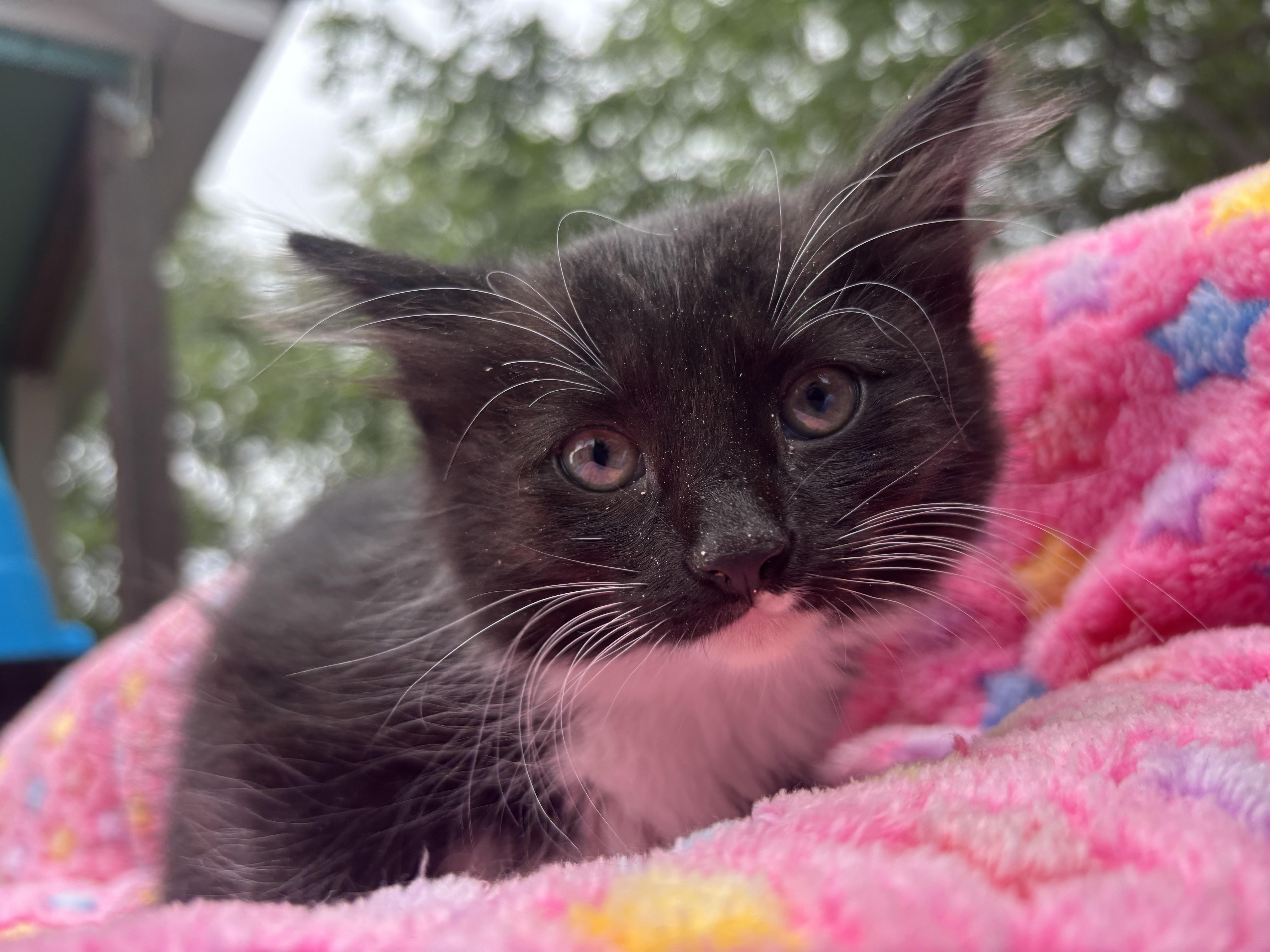 A baby medium-sized female Black & White / Tuxedo Domestic Long Hair cat named Star for adoption in San Diego, CA