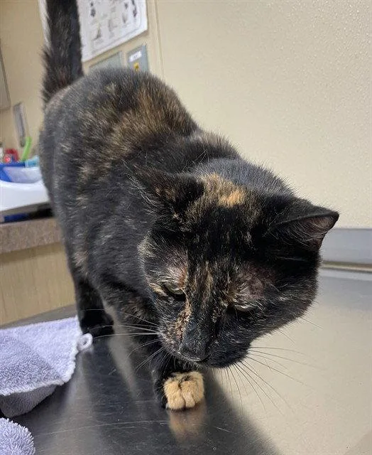 An adult medium-sized female Domestic Short Hair cat named Peggy Sue for adoption in Clyde, NC