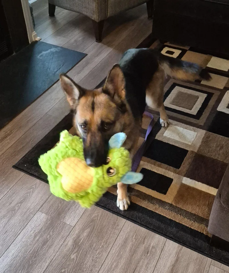 Gia