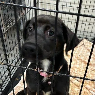 A baby large-sized female Black Mixed Breed dog named Sadie for adoption in Jeffersonville, IN