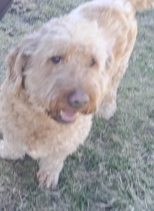 An adult medium-sized male Goldendoodle dog named Whiskey for adoption in LA GRANGE PARK, IL