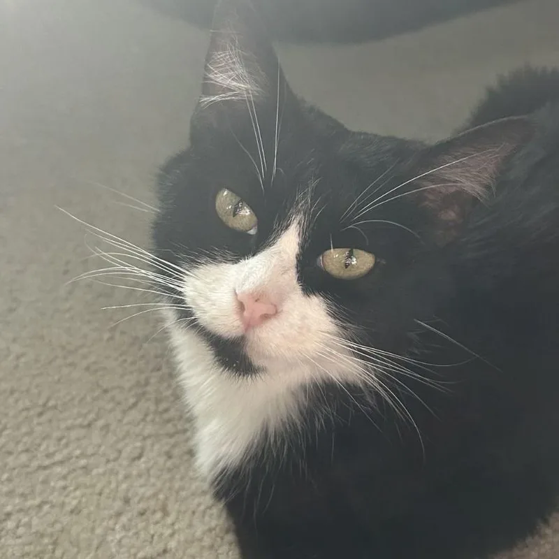 A young medium-sized female Black Domestic Short Hair cat named Cora C for adoption in Princeton, MN