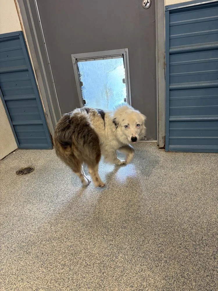An adult medium-sized male Australian Shepherd dog named Joey for adoption in Bartlesville, OK