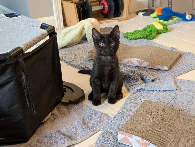 A baby small-sized male Black Domestic Short Hair cat named Fred CD for adoption in Greenville, SC