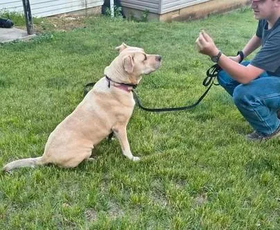 An adult medium-sized female Apricot / Beige Labrador Retriever dog named Ginger for adoption in Munfordville, KY