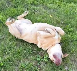 Ginger thumbnail 4
