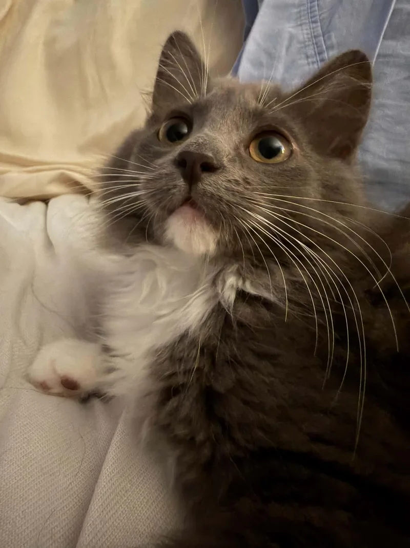Pretty Girl