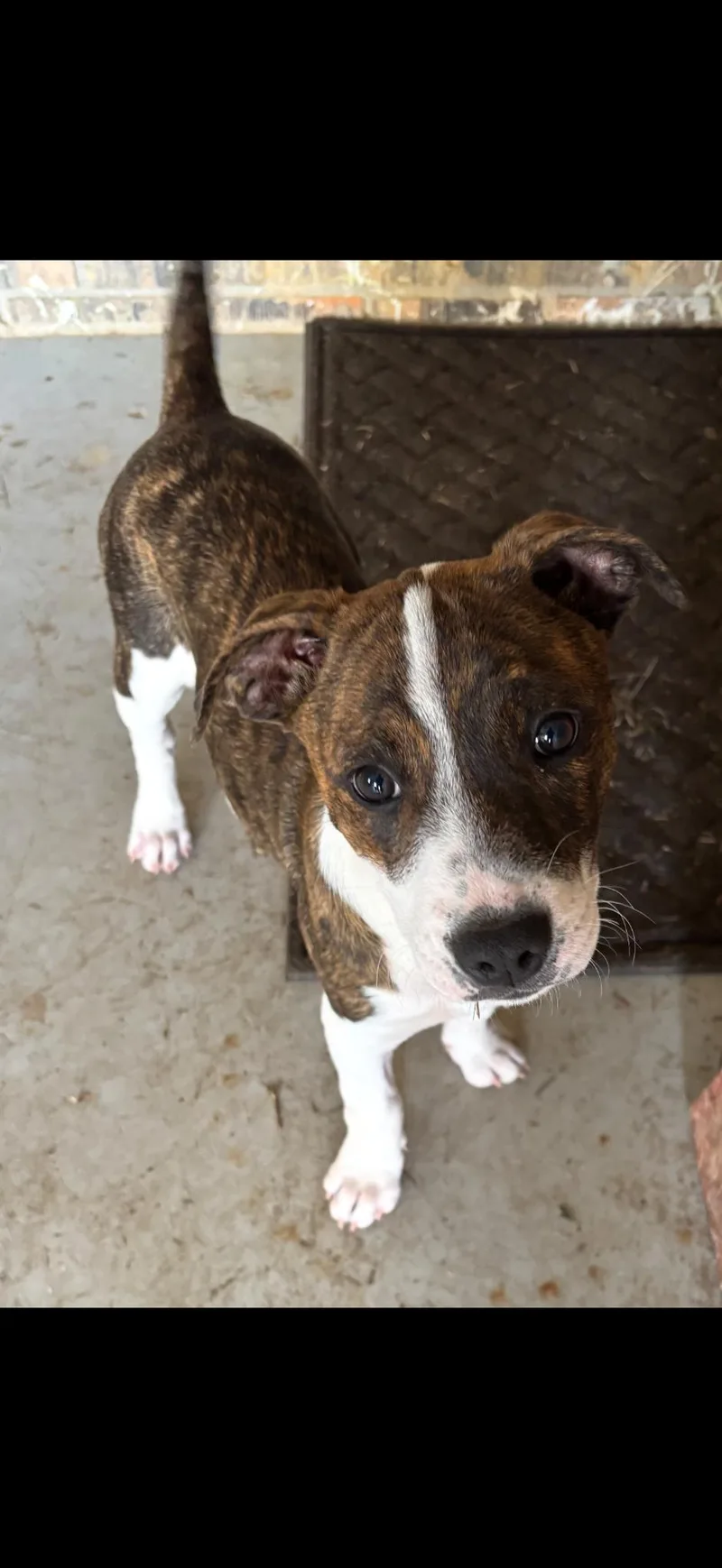 A baby medium-sized female Pit Bull Terrier dog named Princess for adoption in Zimmerman, MN