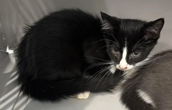 A baby small-sized female Domestic Short Hair cat named Pen Kimmy for adoption in Lawrenceville, GA