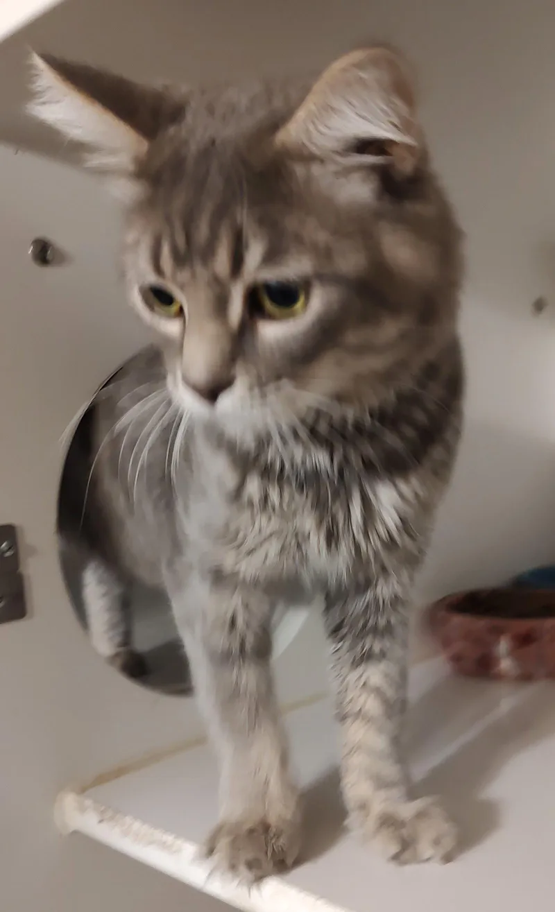 An adult medium-sized male Domestic Medium Hair cat named Daemon for adoption in Phoenix, AZ