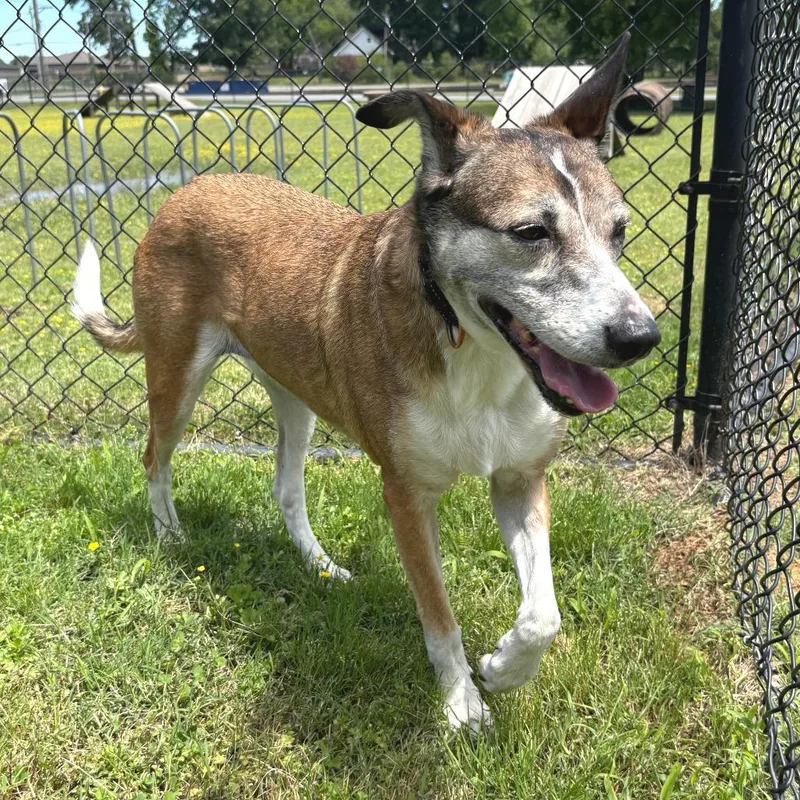 A senior medium-sized female Brown / Chocolate Shepherd dog named Gilda for adoption in Cabot, AR