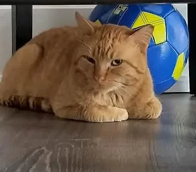 An adult medium-sized male Orange / Red Domestic Short Hair cat named Pikachu for adoption in Chicago, IL