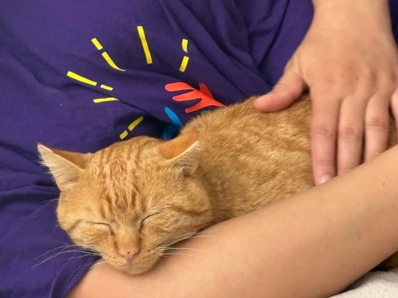 Pikachu thumbnail 3