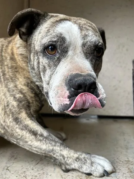 A senior medium-sized female Pit Bull Terrier dog named Victoria for adoption in Victorville, CA