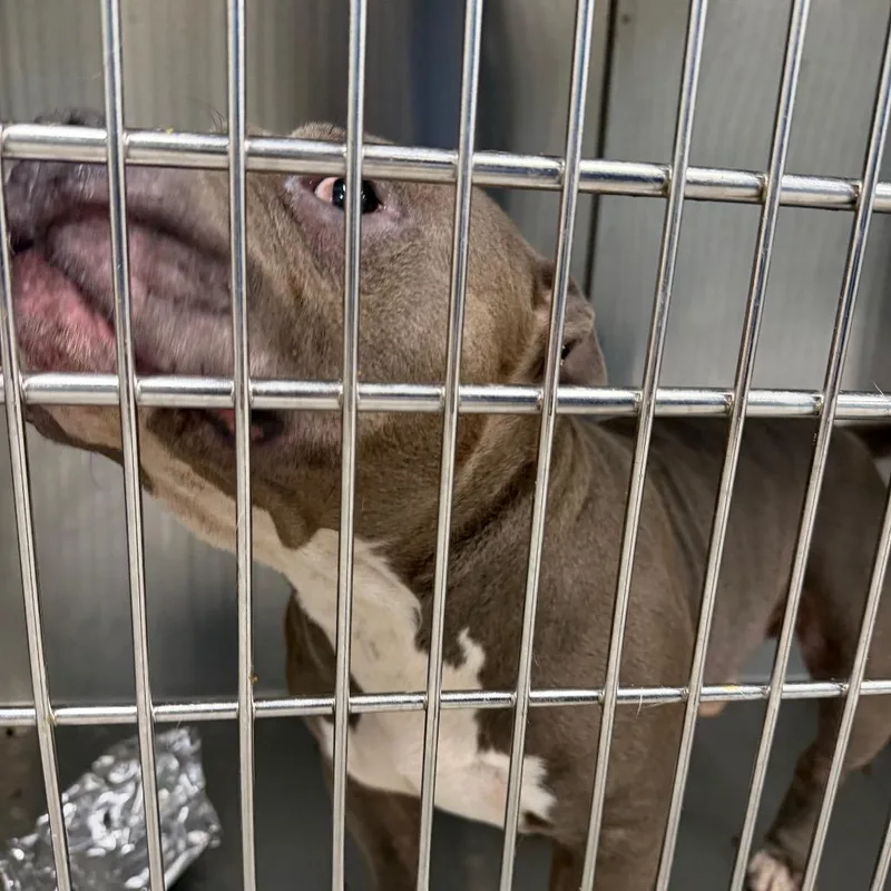 An adult medium-sized male Mixed Breed dog named Rhino for adoption in Greensboro, NC