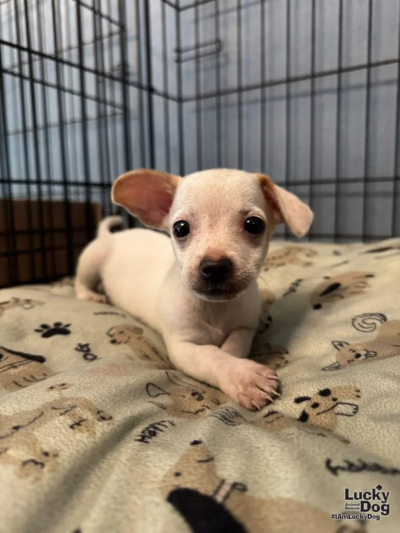 A baby small-sized female Chihuahua dog named Cira for adoption in Washington, DC