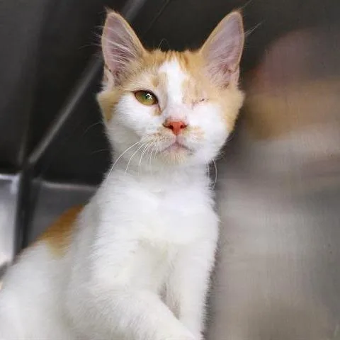 A baby small-sized female Orange / Red Domestic Short Hair cat named Seraphine for adoption in Hopkinton, MA