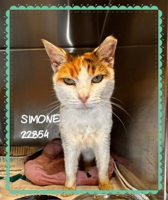 A senior medium-sized female Calico Domestic Short Hair cat named Simone for adoption in Marietta, GA