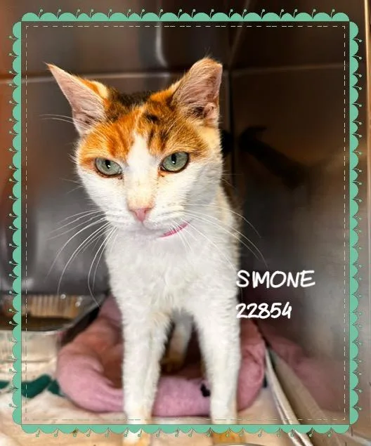 Simone thumbnail 3