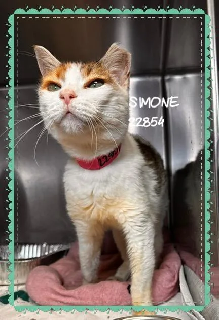 Simone thumbnail 4