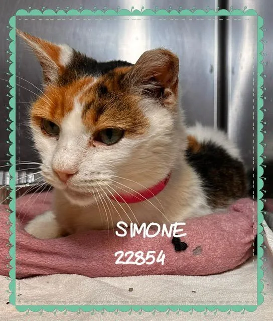 Simone thumbnail 5