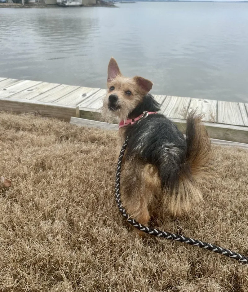 A baby small-sized female Yorkshire Terrier dog named Luna Weaver for adoption in Saunderstown, RI