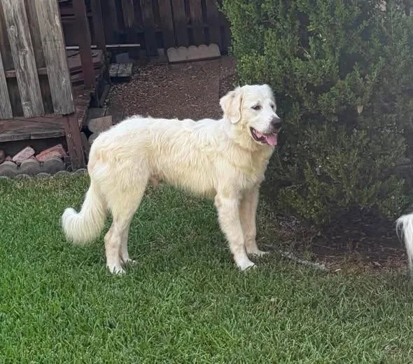 A young large-sized male Great Pyrenees dog named Zack ATX for adoption in Quinlan, TX