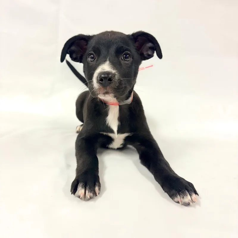 A baby small-sized female Australian Shepherd dog named Biscuit Louise for adoption in Parker, CO