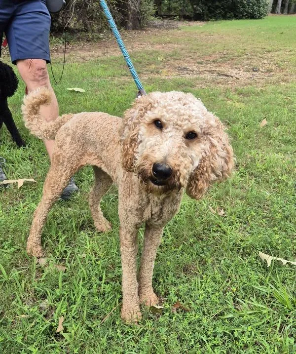 An adult small-sized female Standard Poodle dog named Ic Glinda for adoption in Lawrenceville, GA