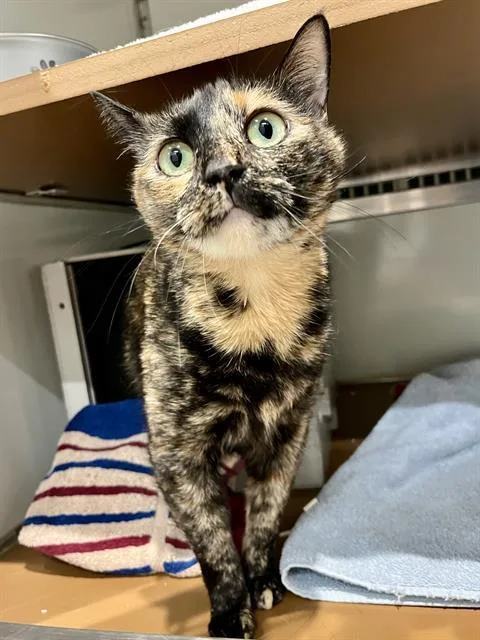 An adult medium-sized female Domestic Short Hair cat named Sassy for adoption in San Francisco, CA