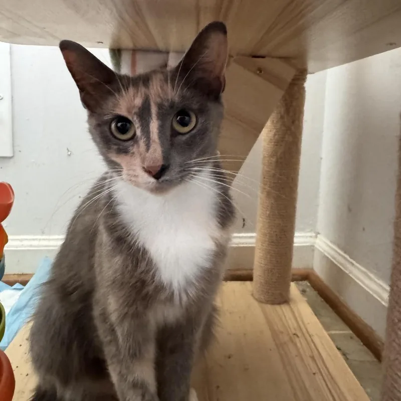 An adult medium-sized female Calico Domestic Short Hair cat named Possum for adoption in La Grange, KY