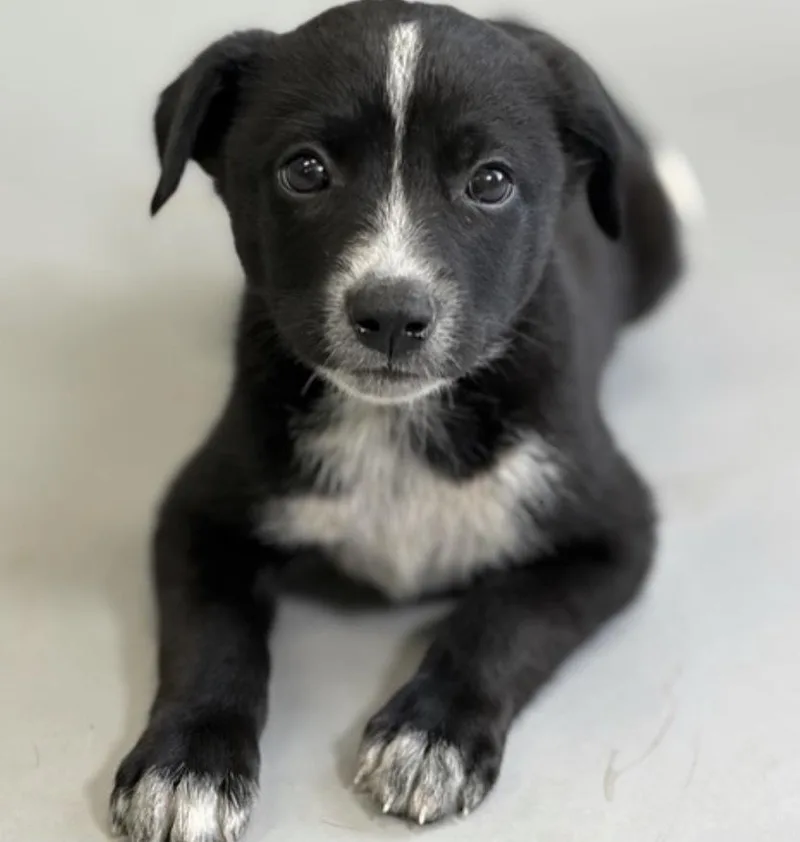 A baby medium-sized male Tricolor (Brown, Black, & White) Australian Cattle Dog / Blue Heeler dog named Hei Hei for adoption in Bronx, NY