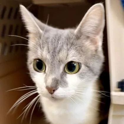 An adult small-sized female American Shorthair cat named Yumi for adoption in Danbury, CT