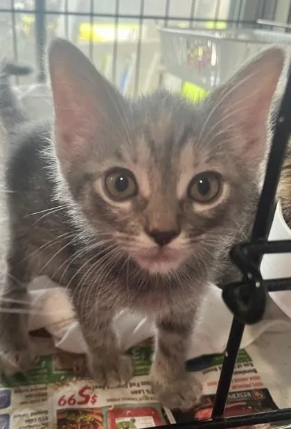 A baby small-sized female Domestic Short Hair cat named Fiddle for adoption in Madison, NJ