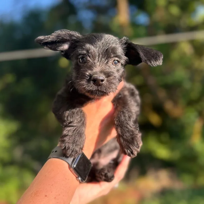 A baby small-sized male Black Terrier dog named John for adoption in Newberg, OR
