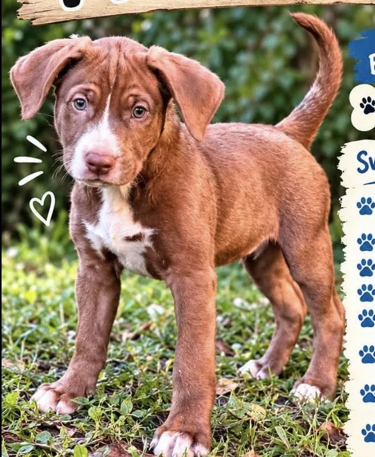 A baby medium-sized male Beagle dog named Mike for adoption in Anchorage, AK