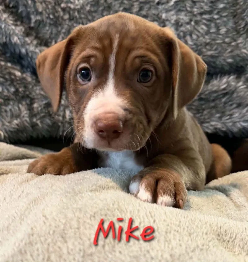 Mike thumbnail 2