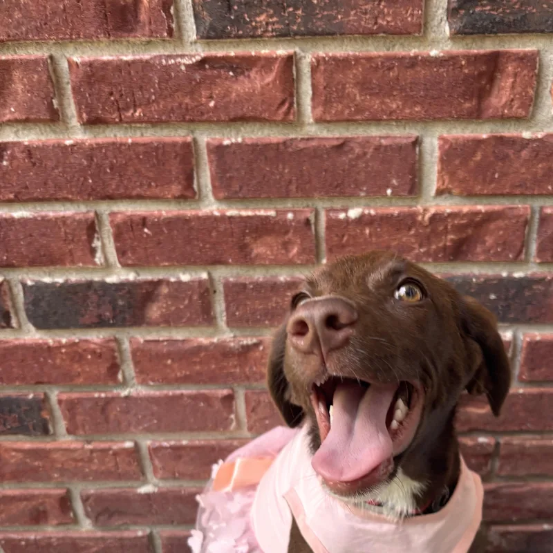 A young medium-sized female Brown / Chocolate Hound dog named Canela for adoption in Leesville, SC