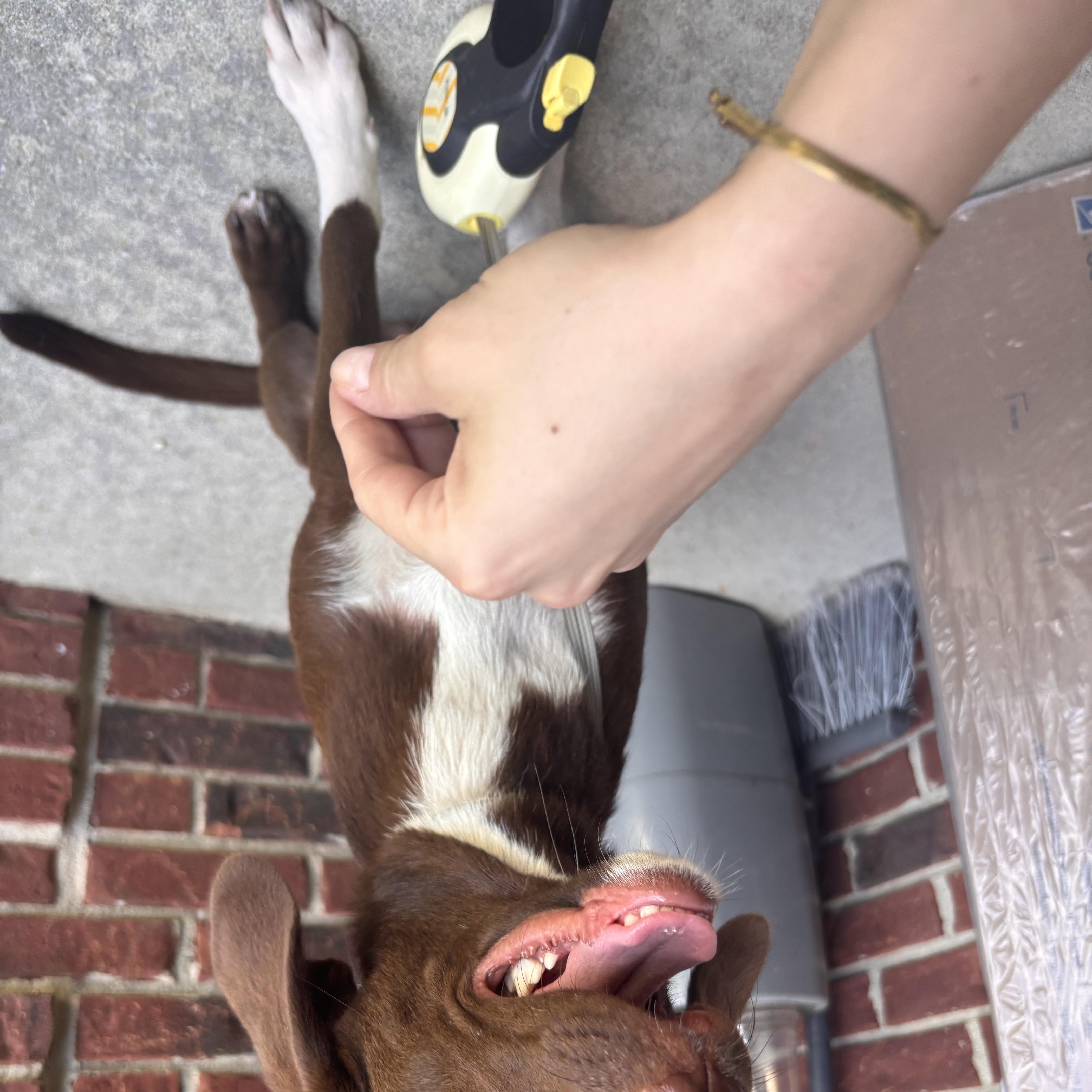 Canela thumbnail 2