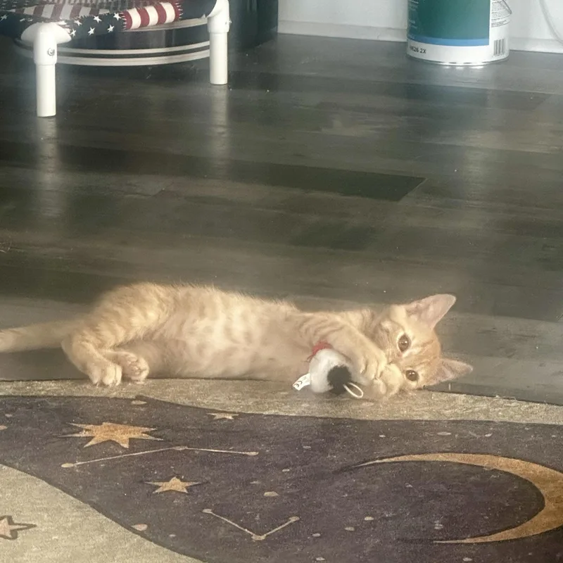 A baby small-sized male Tabby (Orange / Red) Domestic Short Hair cat named Folklore for adoption in Richmond, VA