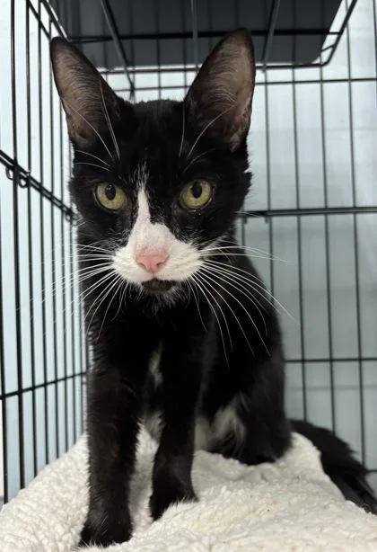 An adult small-sized female Domestic Short Hair cat named Twiggy for adoption in Cumming, GA