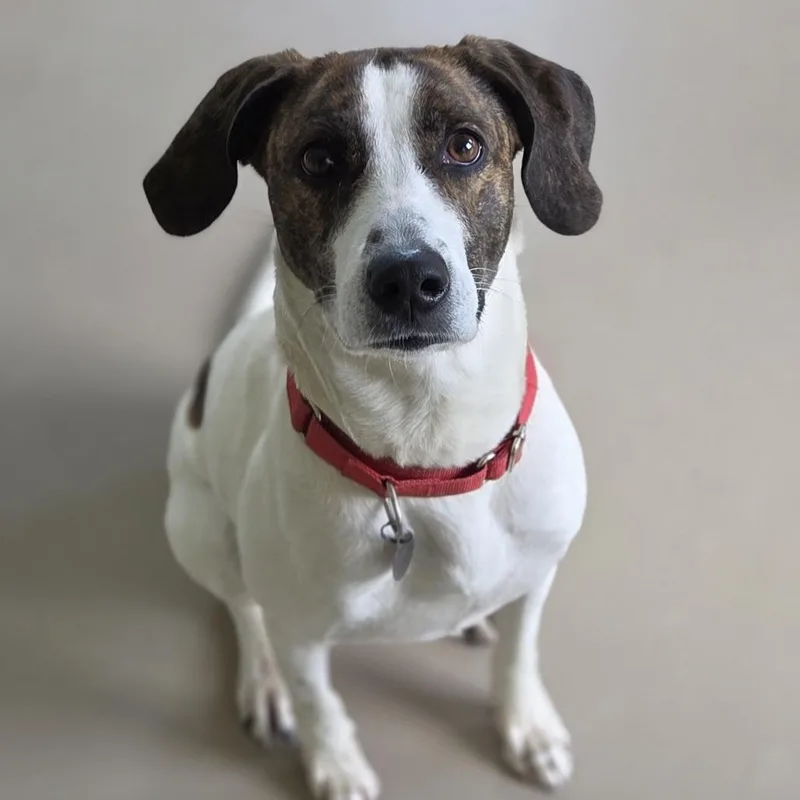 An adult medium-sized female Brindle Pit Bull Terrier dog named Blu for adoption in Pittsford, VT